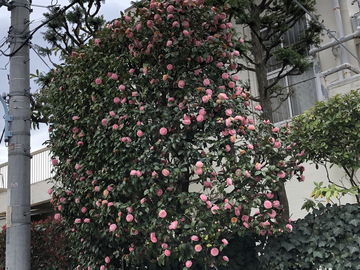 f:id:hideki-sansho:20190325172307j:plain