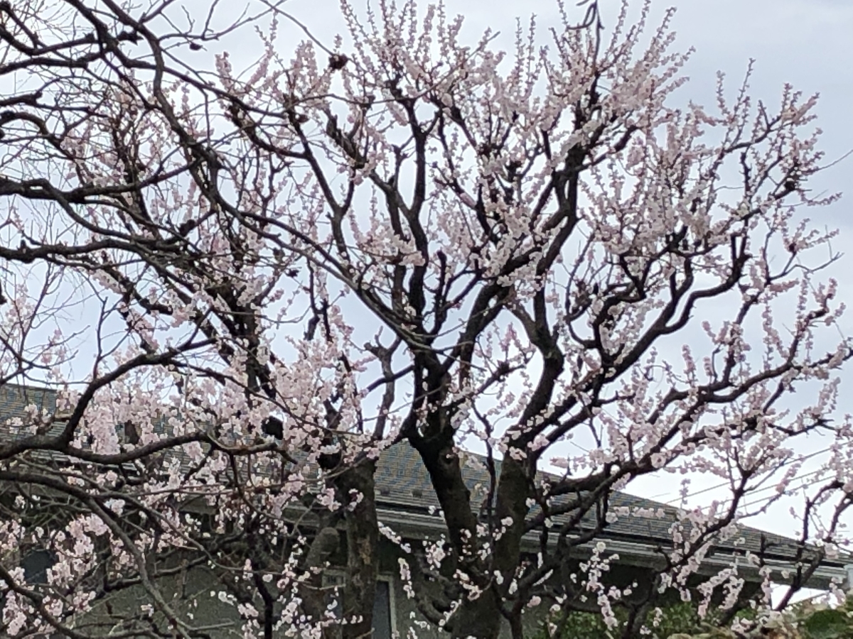 f:id:hideki-sansho:20190325172323j:plain
