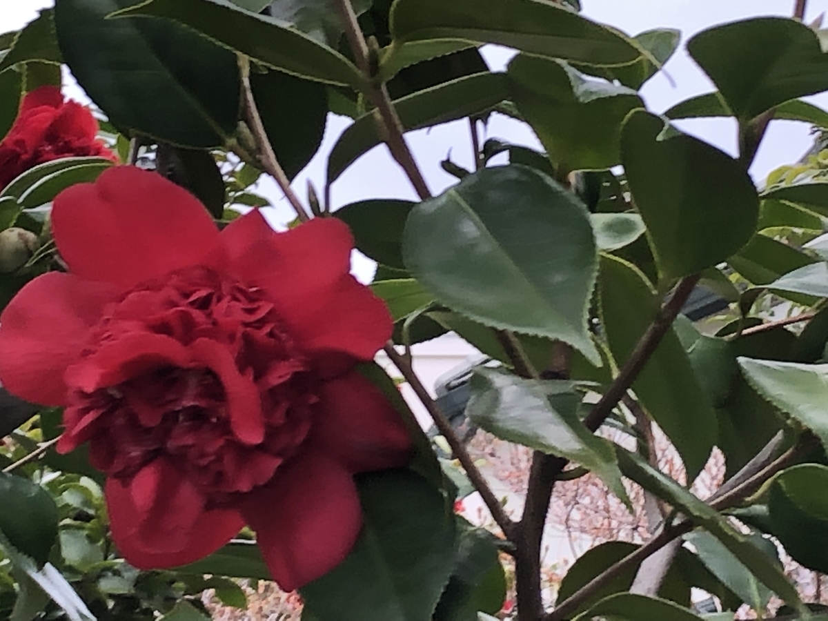 f:id:hideki-sansho:20190325172337j:plain