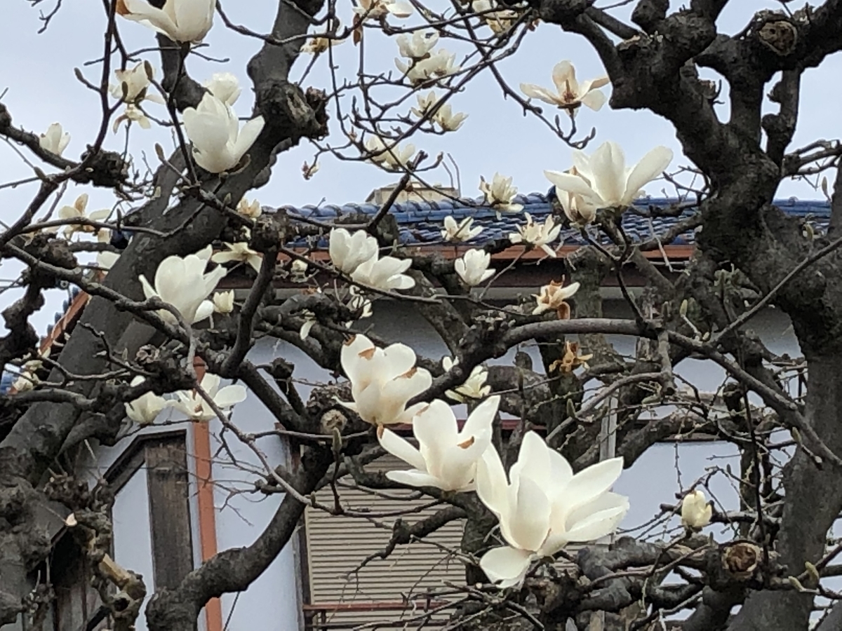 f:id:hideki-sansho:20190325172349j:plain