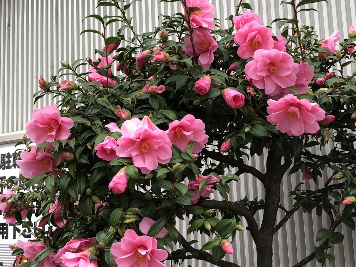 f:id:hideki-sansho:20190325172402j:plain