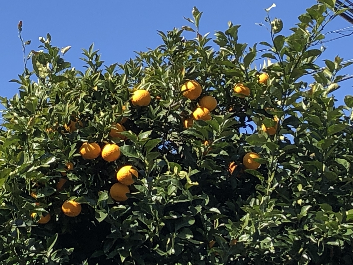 f:id:hideki-sansho:20190325172447j:plain