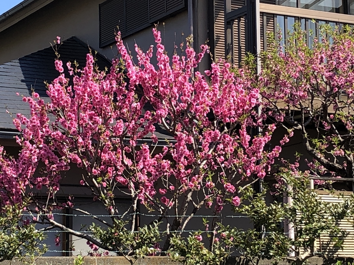 f:id:hideki-sansho:20190325172500j:plain