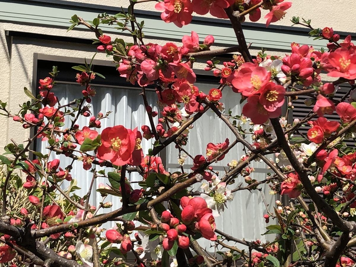 f:id:hideki-sansho:20190325172518j:plain