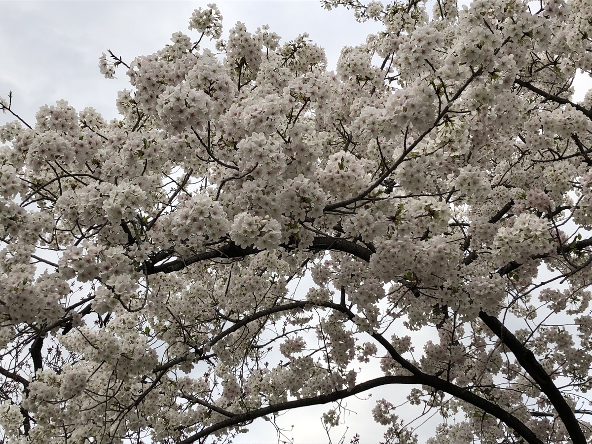 f:id:hideki-sansho:20190328203428j:plain