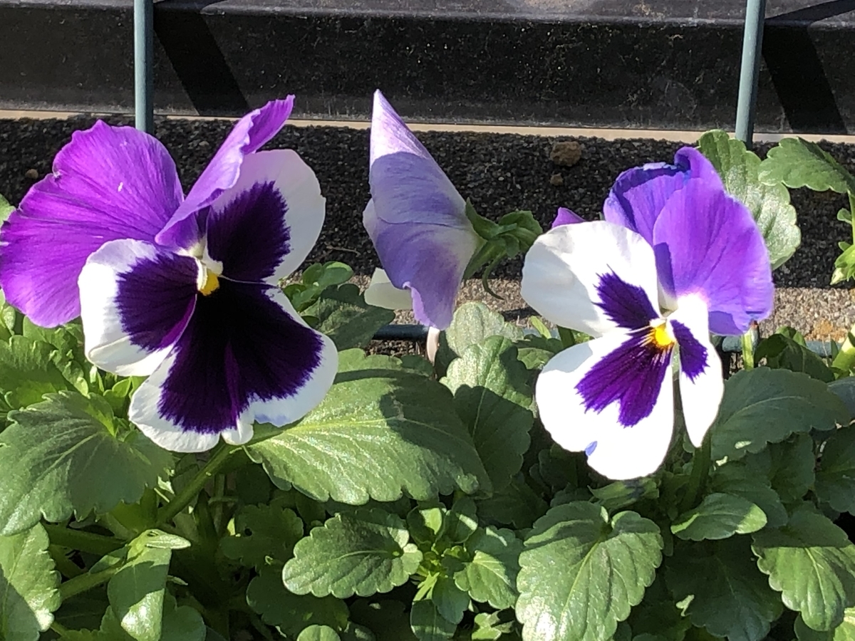 f:id:hideki-sansho:20190402200353j:plain