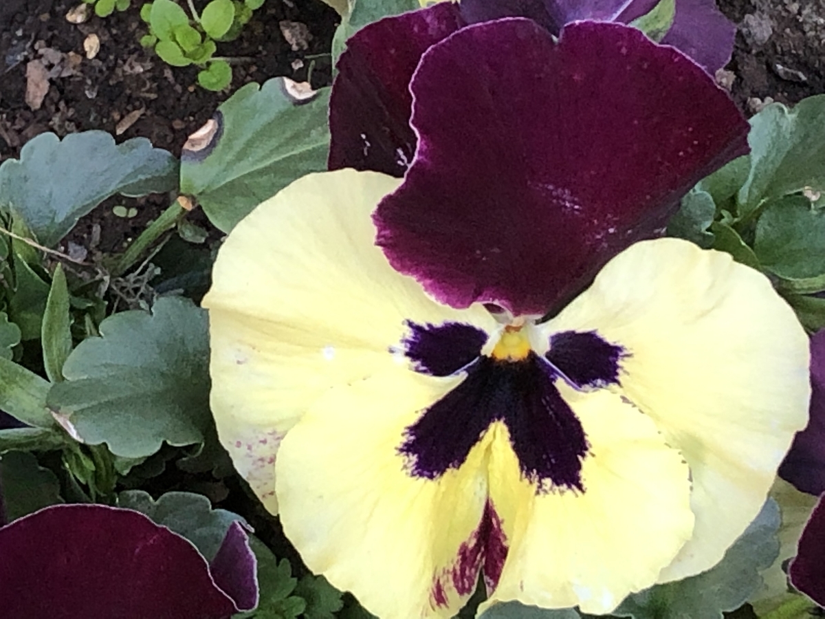 f:id:hideki-sansho:20190402200531j:plain