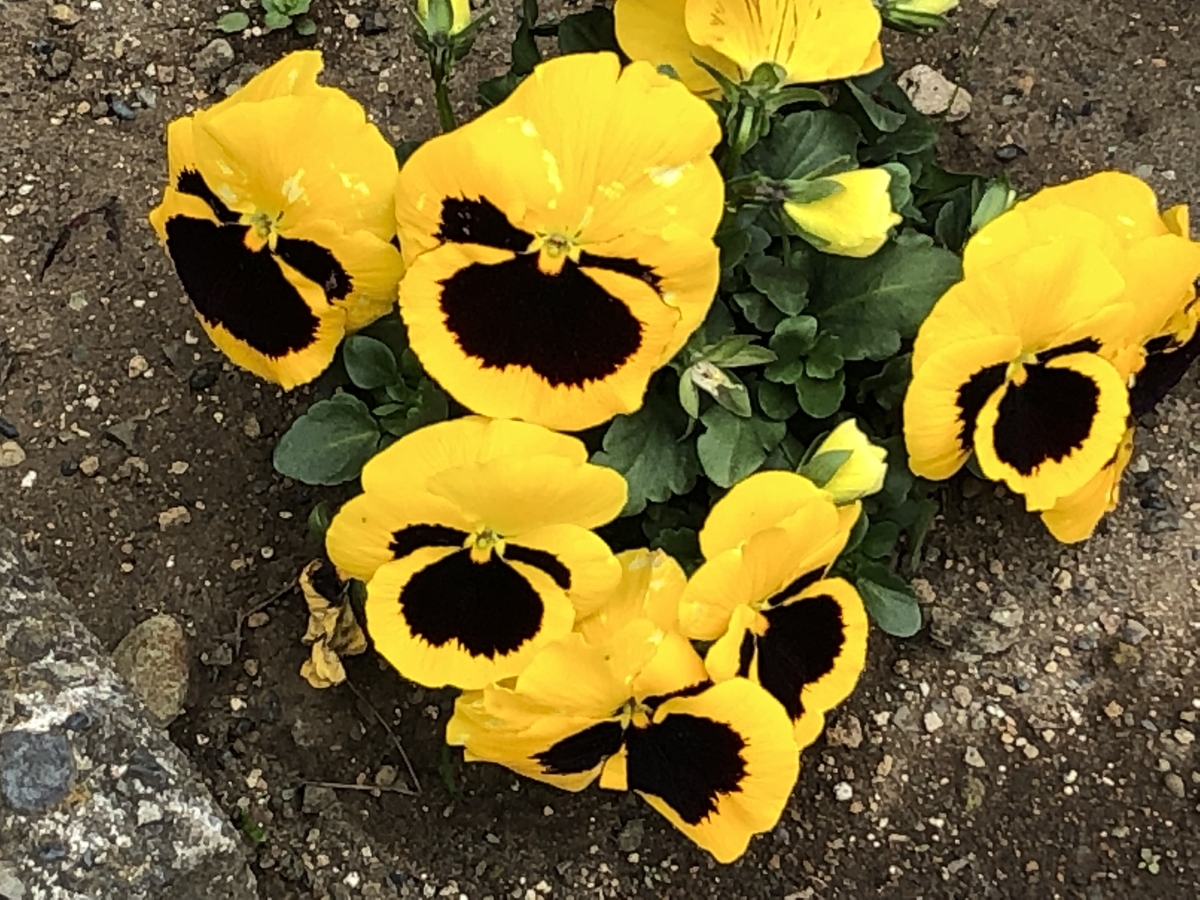 f:id:hideki-sansho:20190402200544j:plain