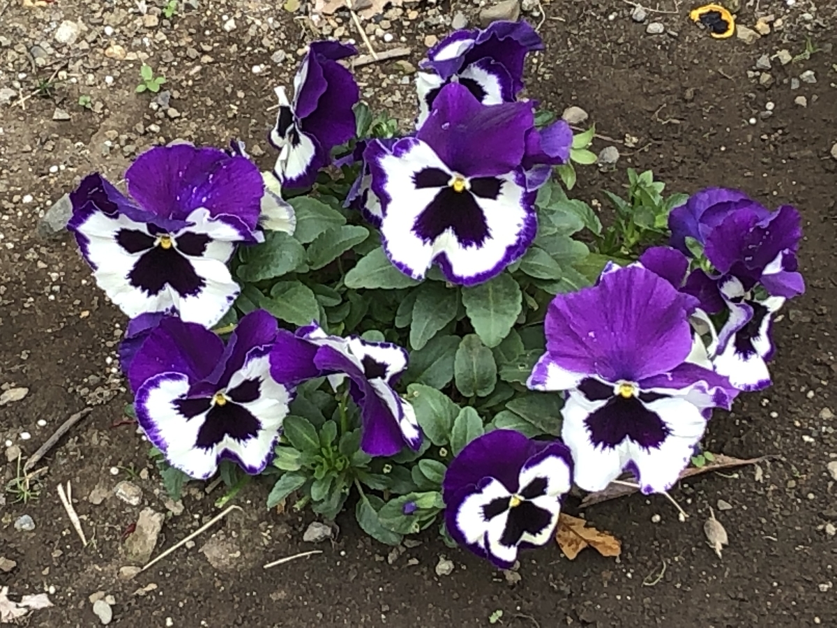 f:id:hideki-sansho:20190402201859j:plain