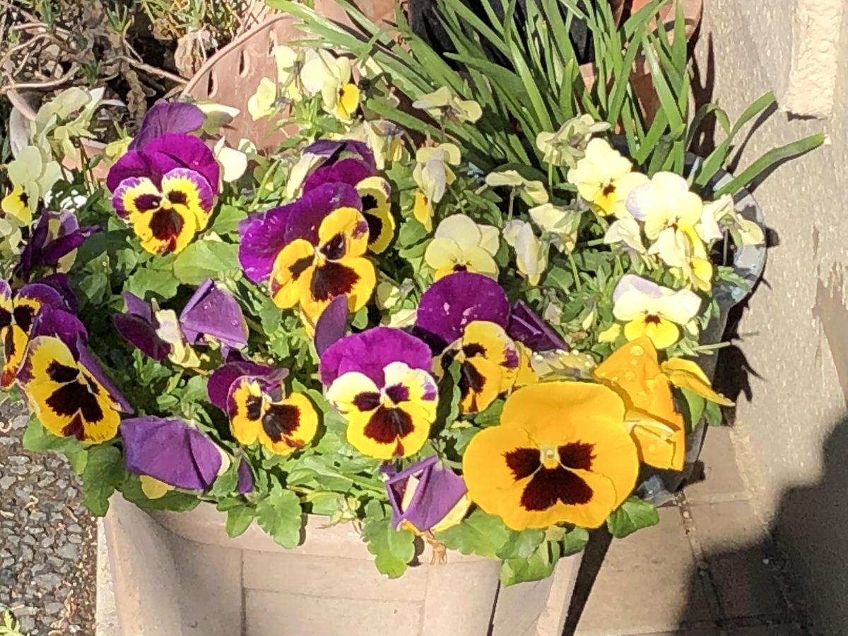 f:id:hideki-sansho:20190402201929j:plain