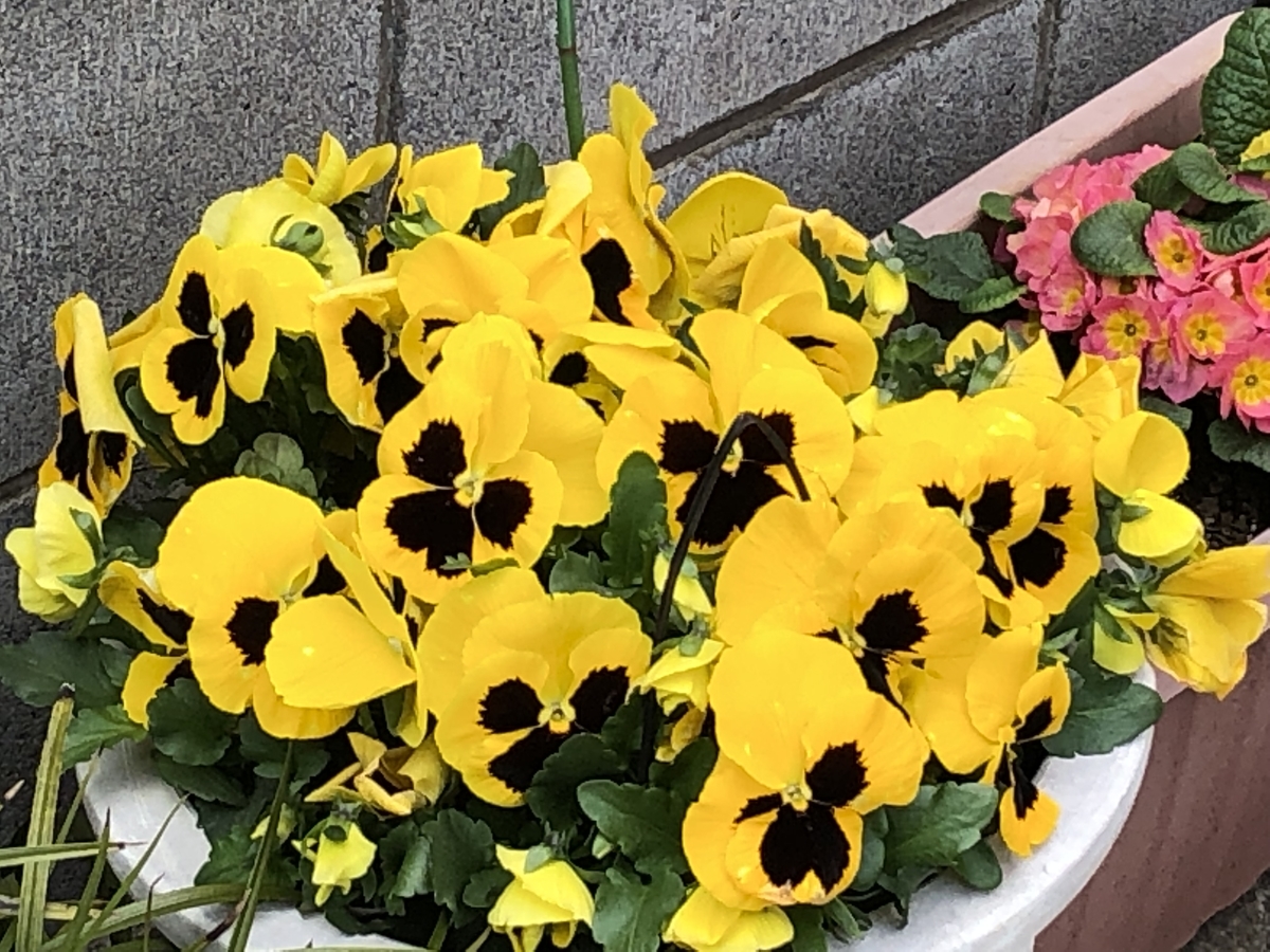 f:id:hideki-sansho:20190402201955j:plain