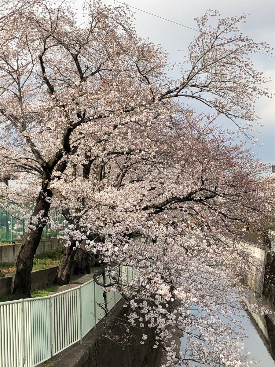 f:id:hideki-sansho:20190402203229j:plain
