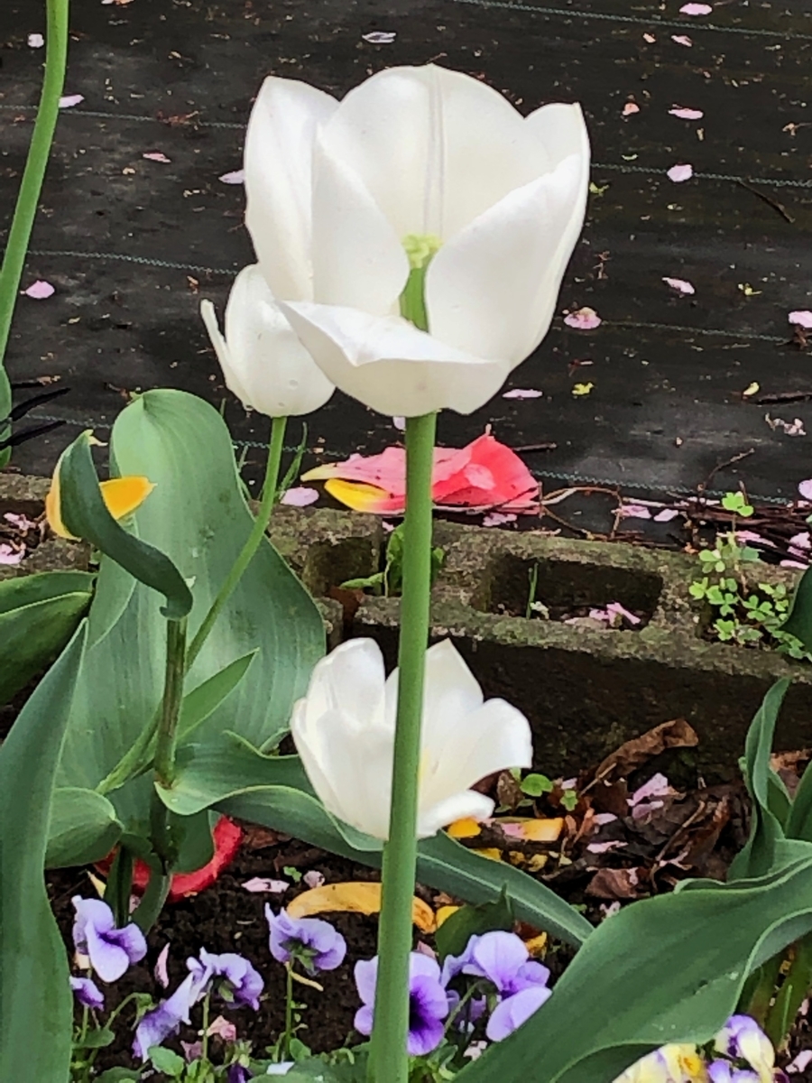 f:id:hideki-sansho:20190425202629j:plain f:id:hideki-sansho:20190425202629j:plain