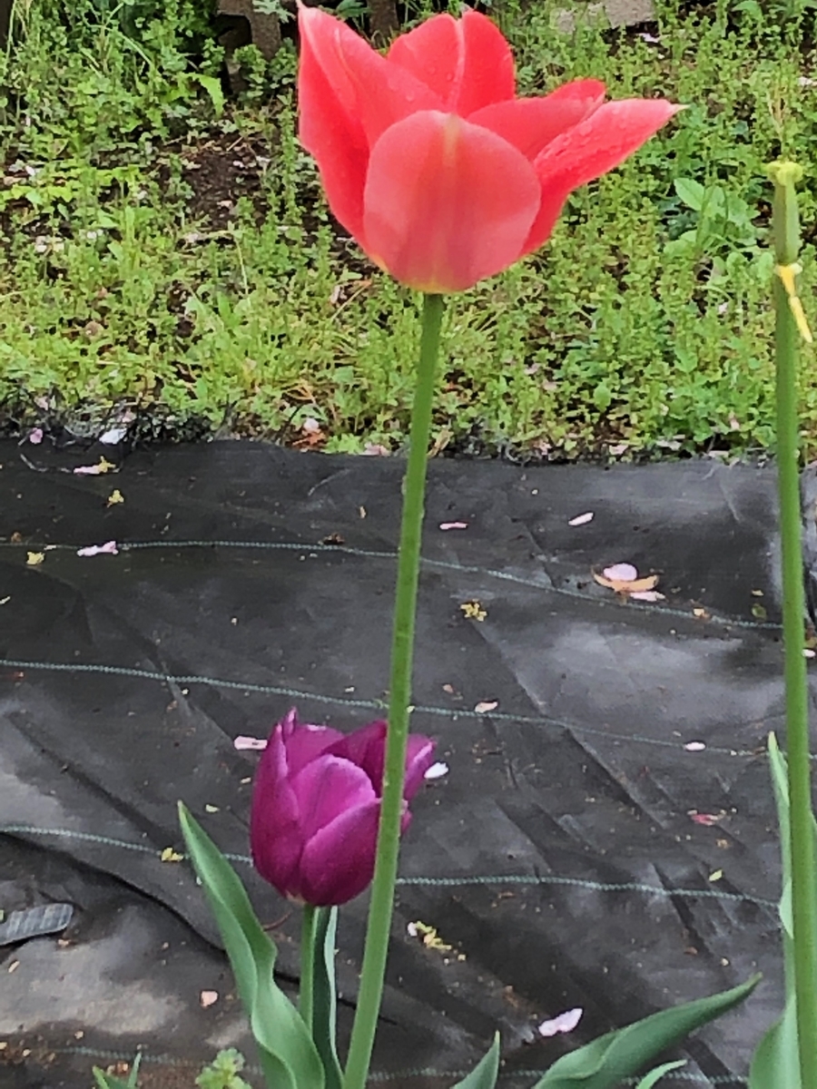 f:id:hideki-sansho:20190425202639j:plain f:id:hideki-sansho:20190425202639j:plain