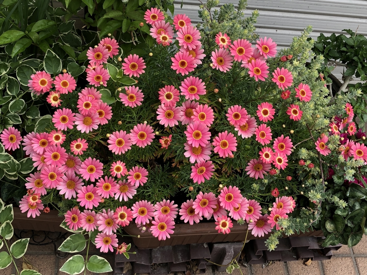 f:id:hideki-sansho:20190502094136j:plain