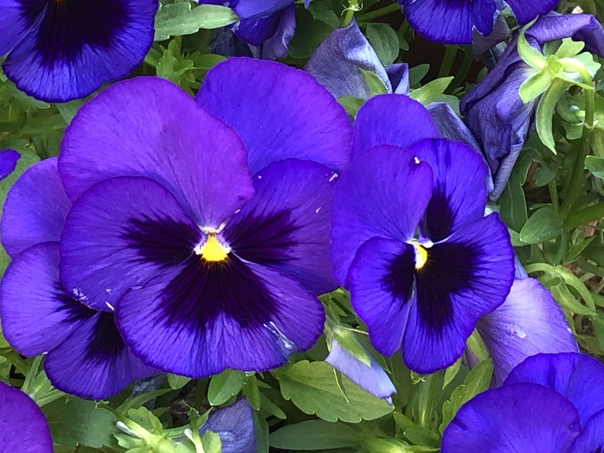 f:id:hideki-sansho:20190505185849j:plain