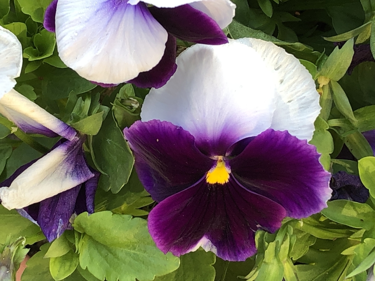 f:id:hideki-sansho:20190505185901j:plain