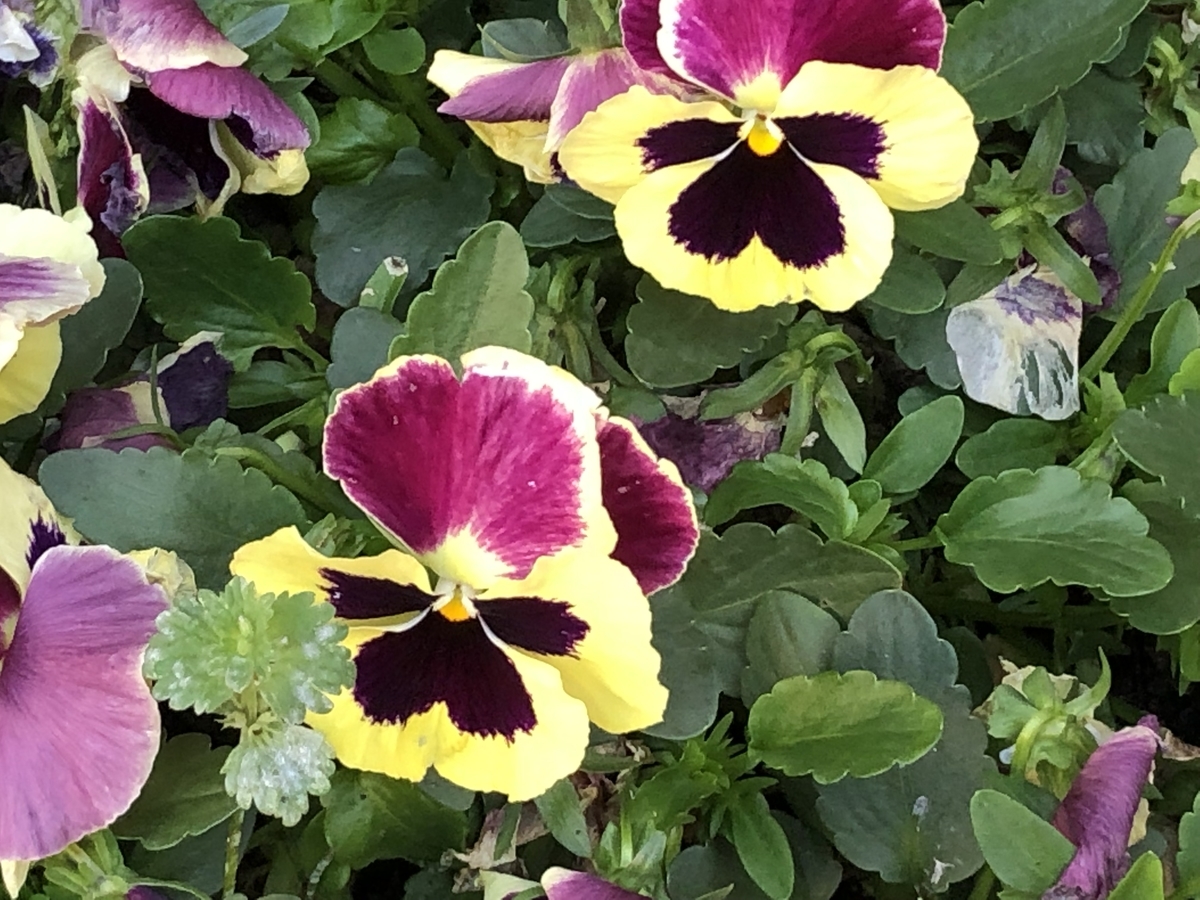f:id:hideki-sansho:20190505185919j:plain