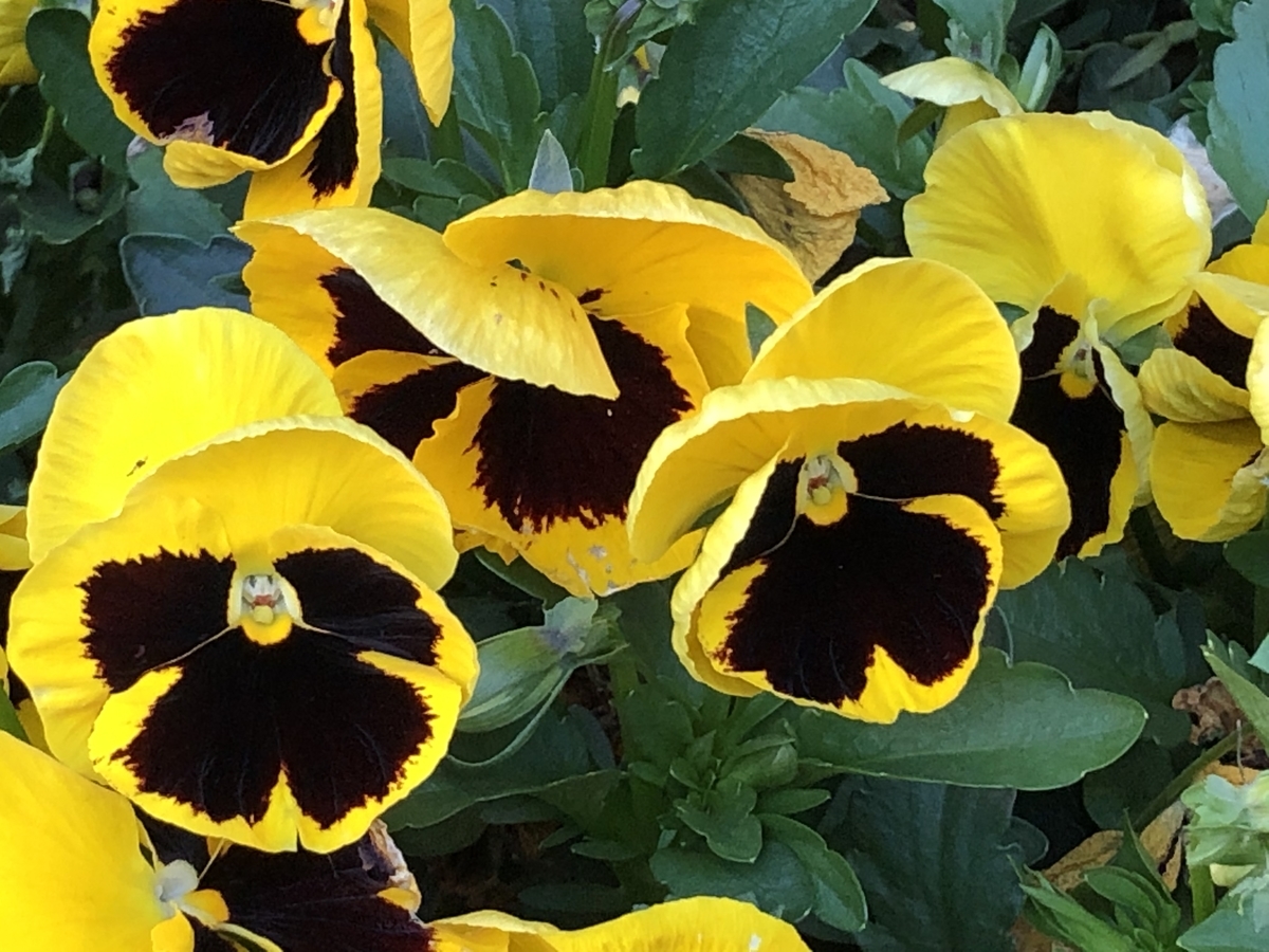 f:id:hideki-sansho:20190505185934j:plain