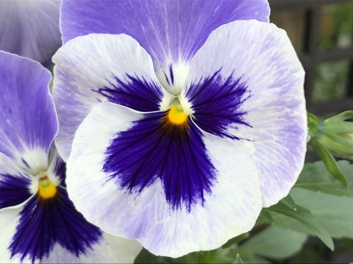 f:id:hideki-sansho:20190505190019j:plain f:id:hideki-sansho:20190505190019j:plain
