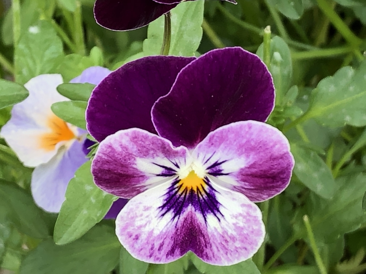 f:id:hideki-sansho:20190505190031j:plain f:id:hideki-sansho:20190505190031j:plain