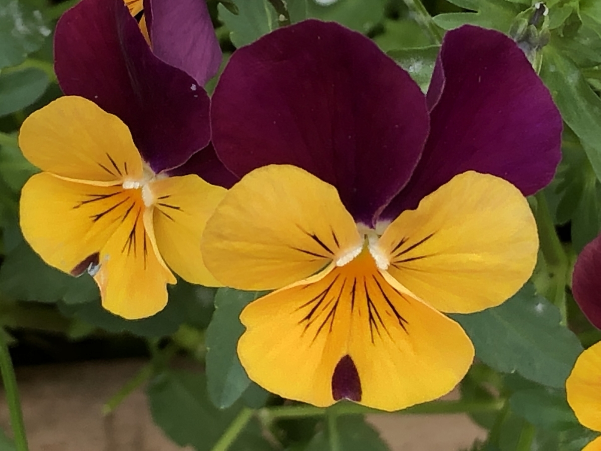 f:id:hideki-sansho:20190505190050j:plain