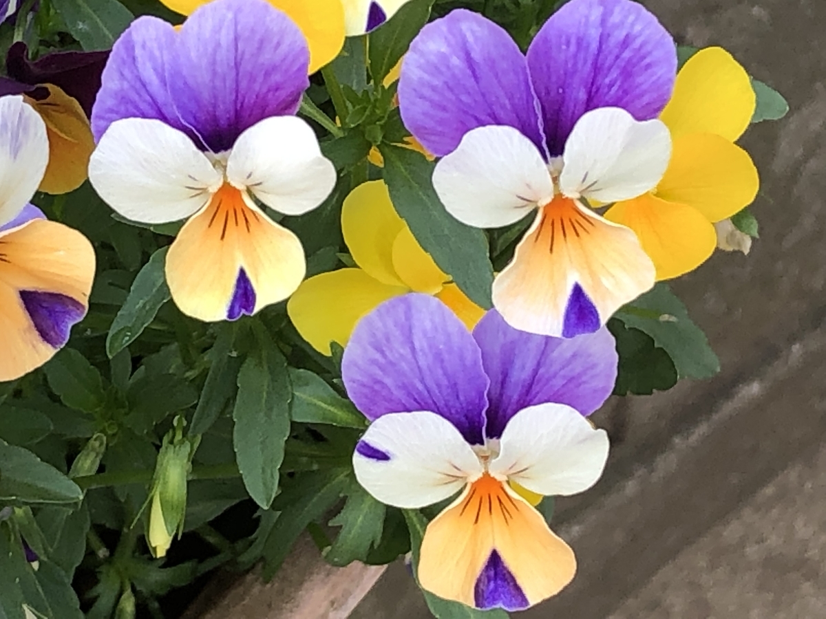 f:id:hideki-sansho:20190505190103j:plain