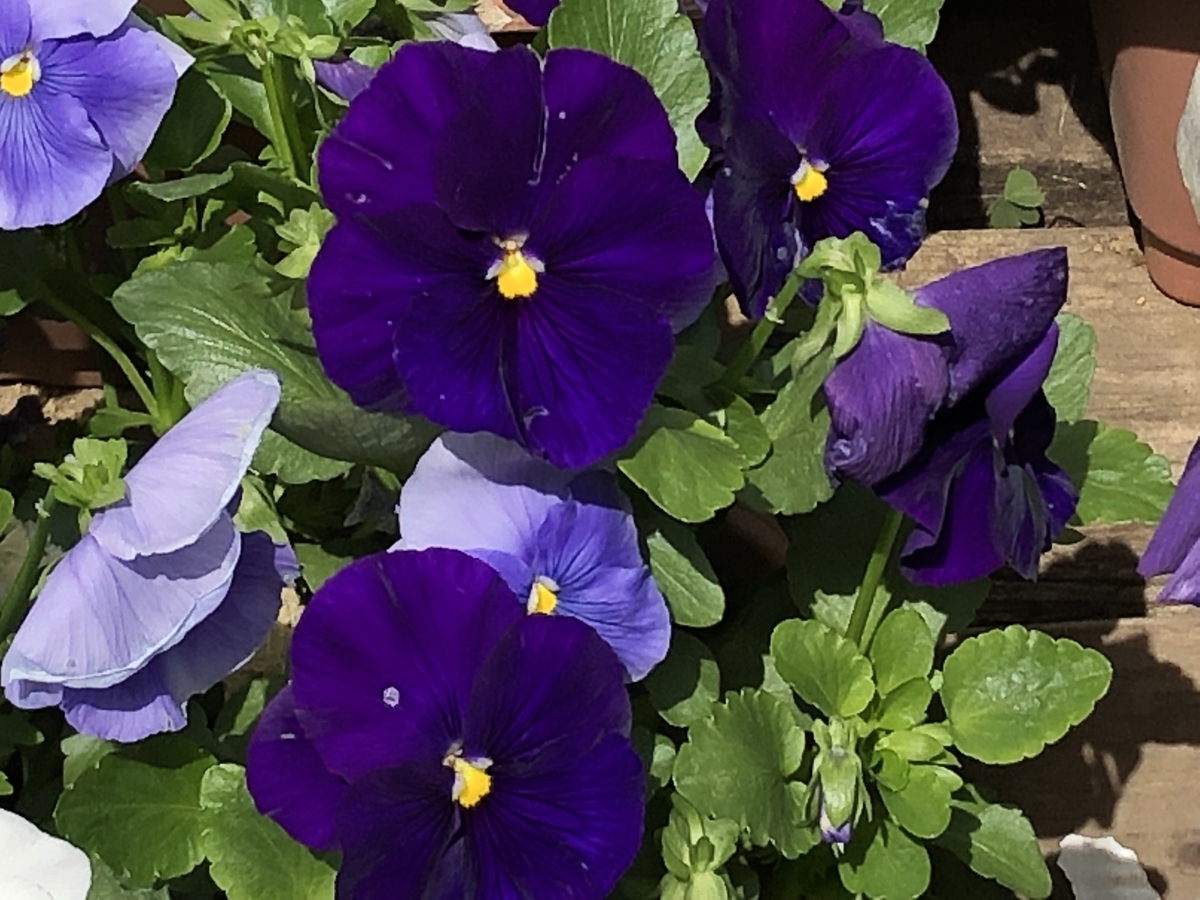 f:id:hideki-sansho:20190505190118j:plain