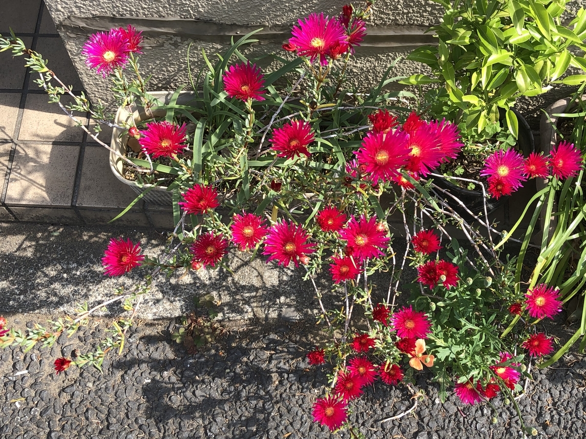 f:id:hideki-sansho:20190511214523j:plain f:id:hideki-sansho:20190511214523j:plain