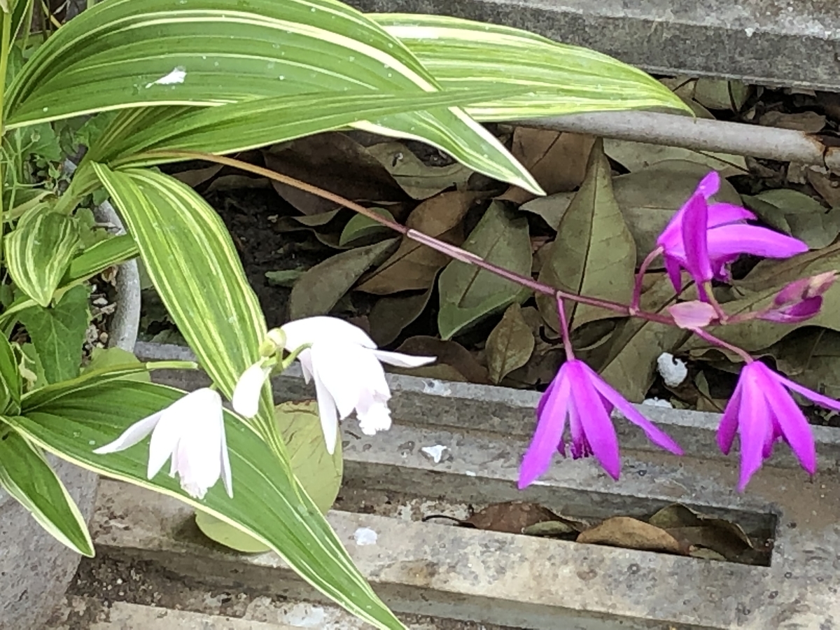 f:id:hideki-sansho:20190511214535j:plain f:id:hideki-sansho:20190511214535j:plain