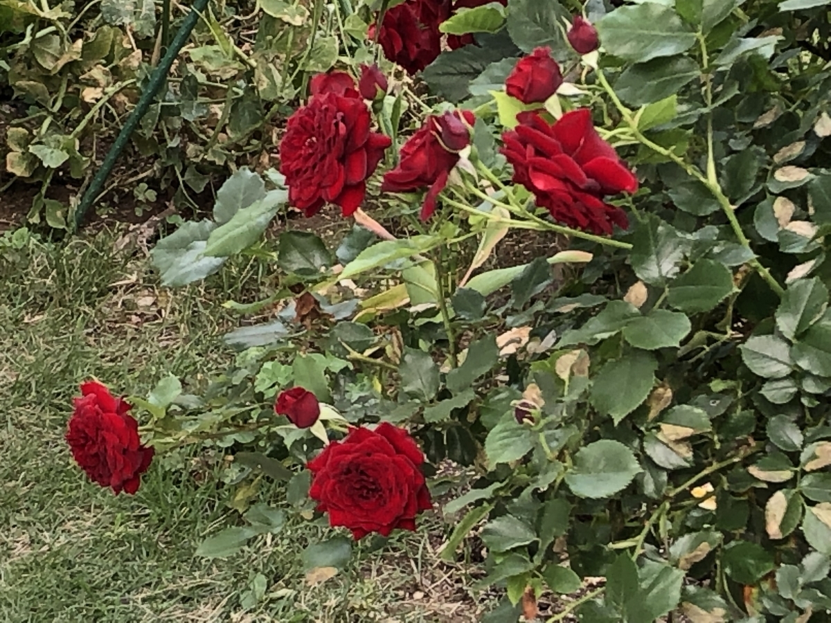 f:id:hideki-sansho:20190512202545j:plain f:id:hideki-sansho:20190512202545j:plain