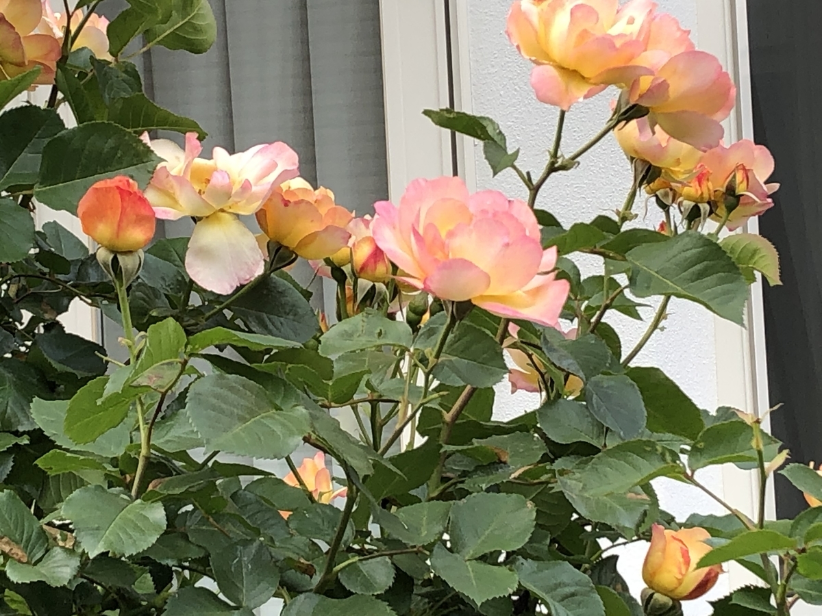 f:id:hideki-sansho:20190512202558j:plain f:id:hideki-sansho:20190512202558j:plain