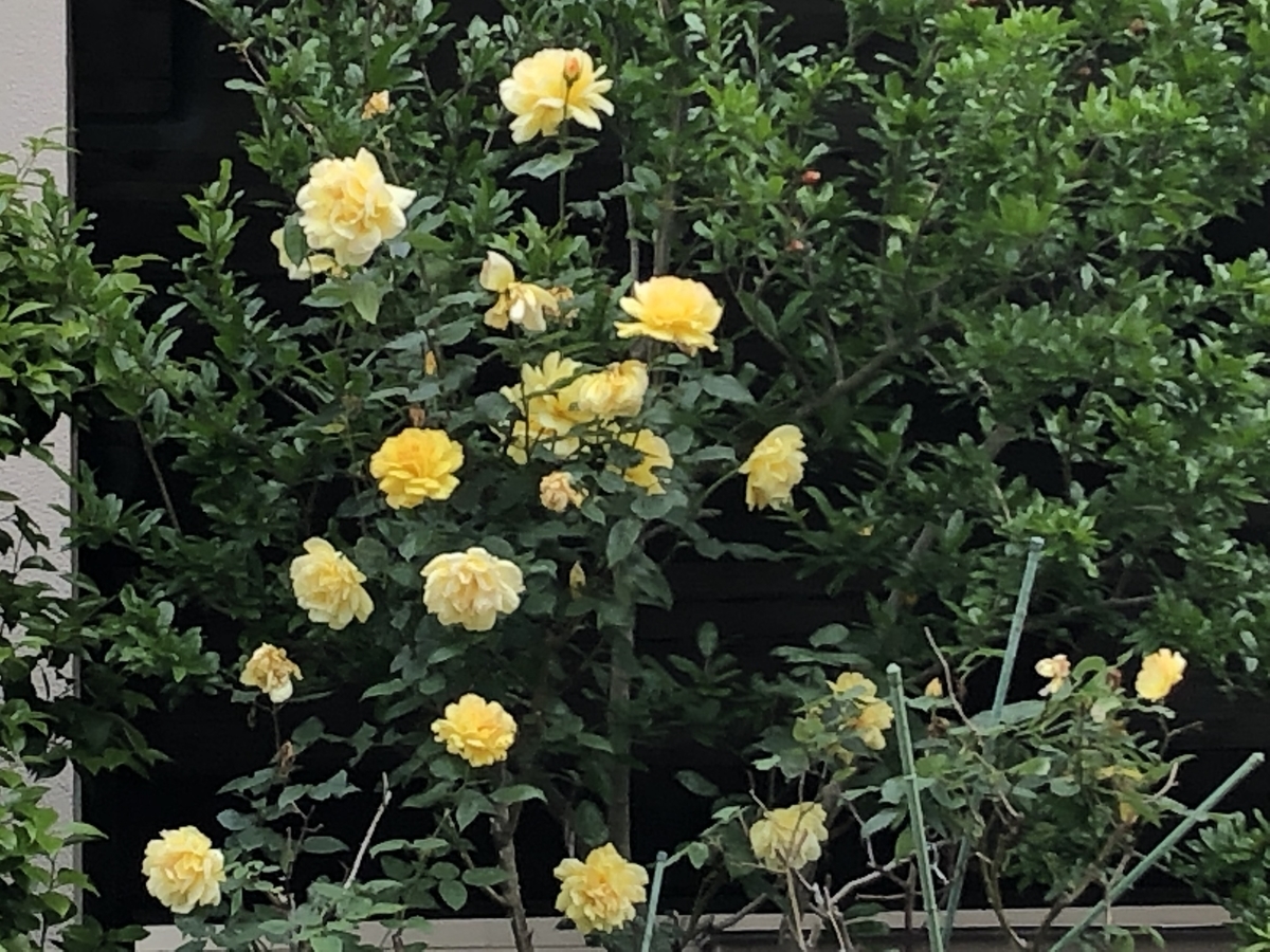 f:id:hideki-sansho:20190512202611j:plain f:id:hideki-sansho:20190512202611j:plain