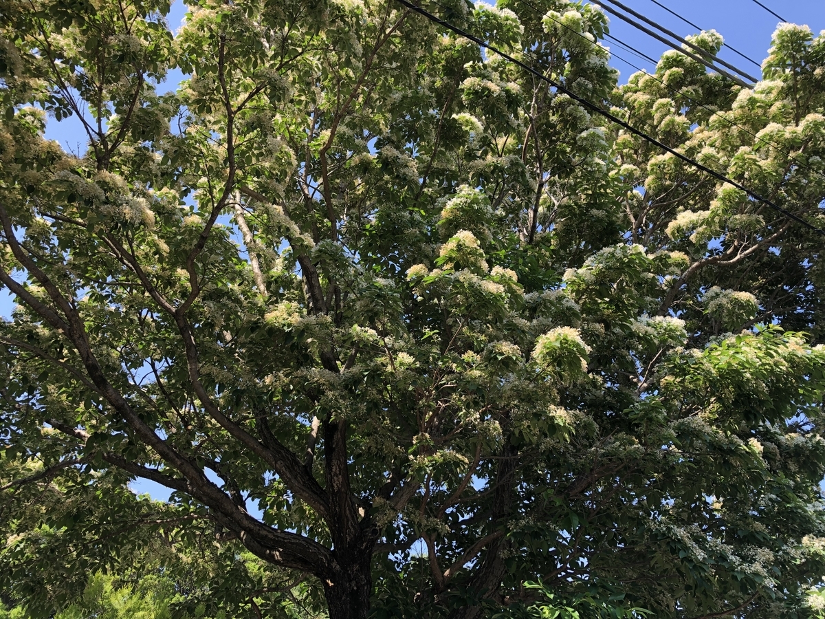 f:id:hideki-sansho:20190512205615j:plain f:id:hideki-sansho:20190512205615j:plain