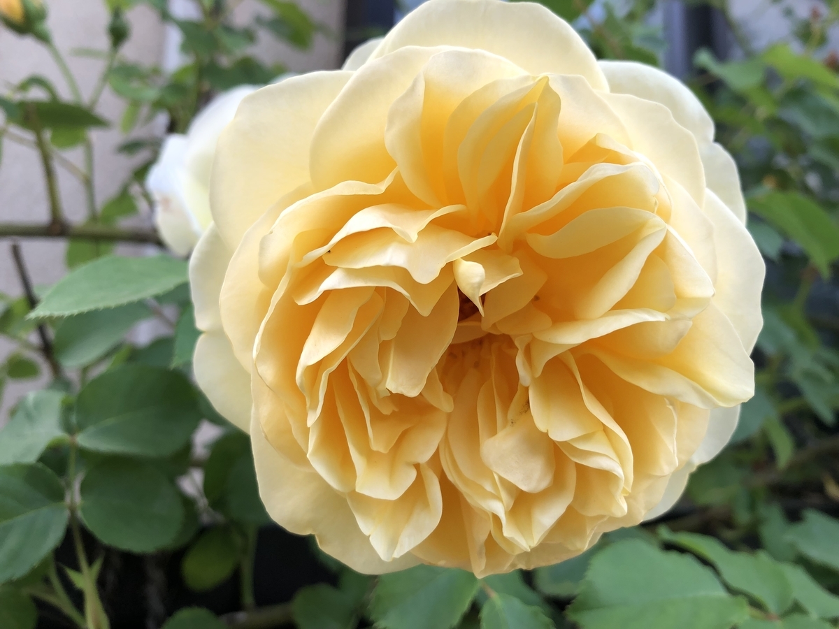 f:id:hideki-sansho:20190517221232j:plain