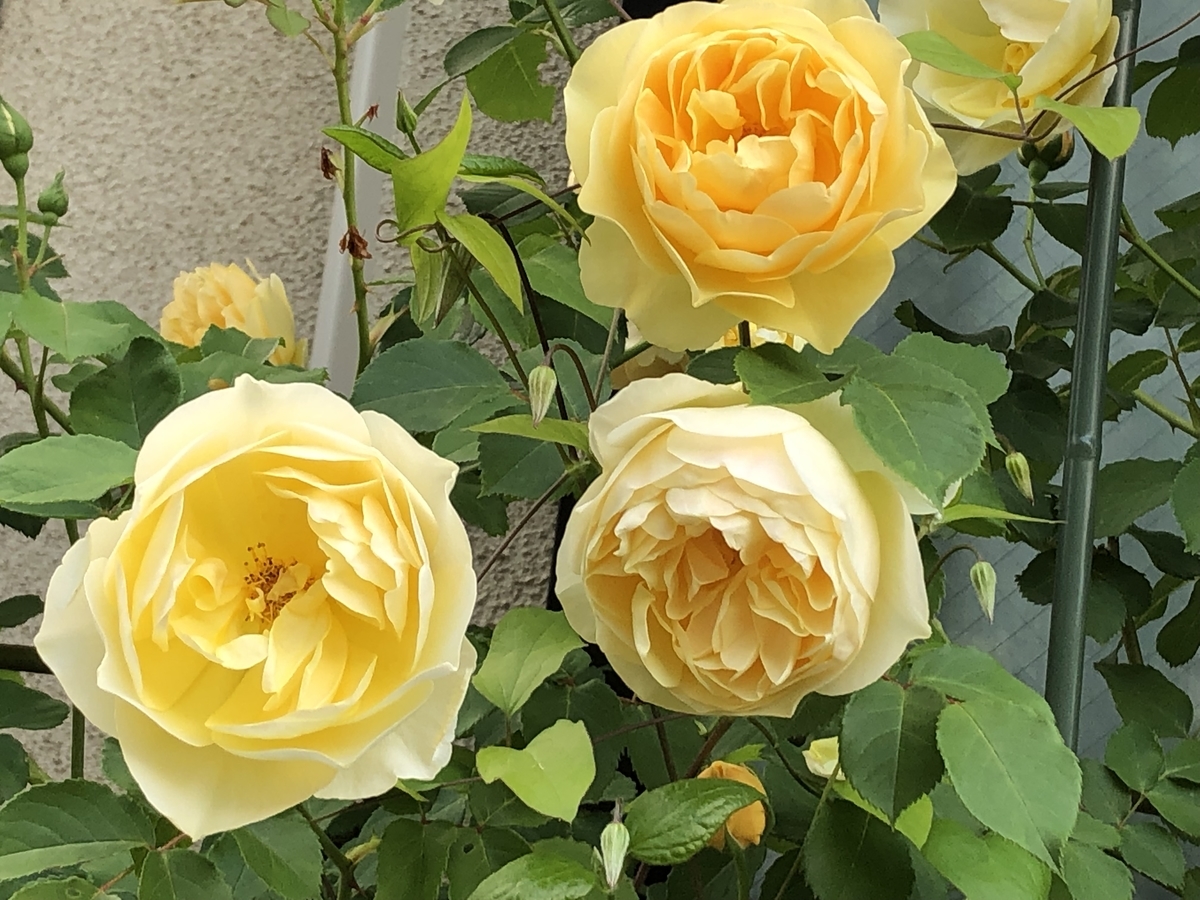 f:id:hideki-sansho:20190517221244j:plain