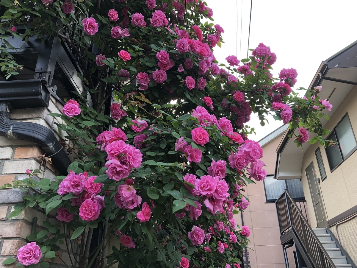 f:id:hideki-sansho:20190517221256j:plain