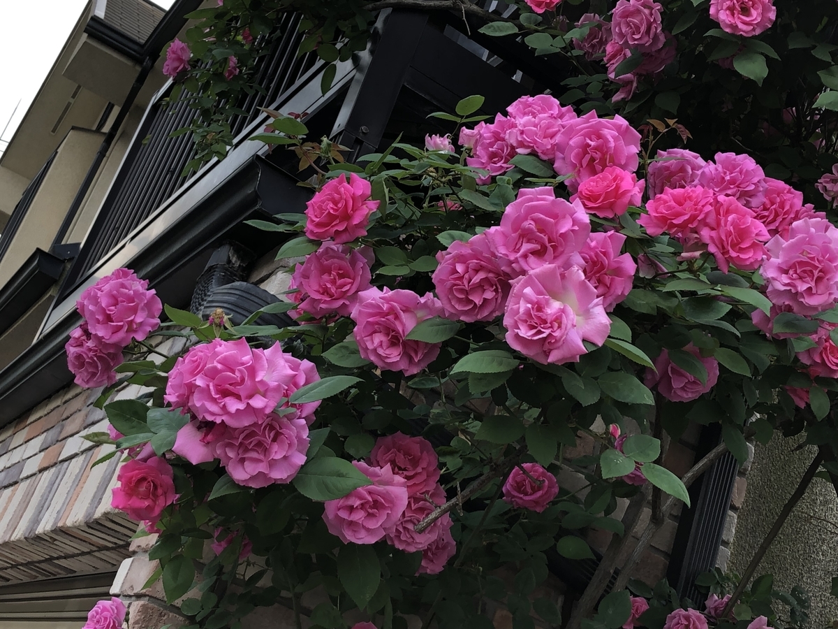f:id:hideki-sansho:20190517221310j:plain