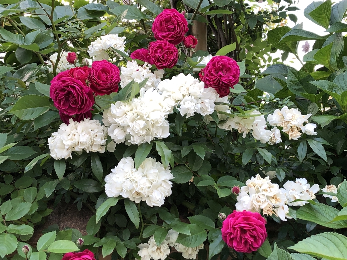 f:id:hideki-sansho:20190517221322j:plain