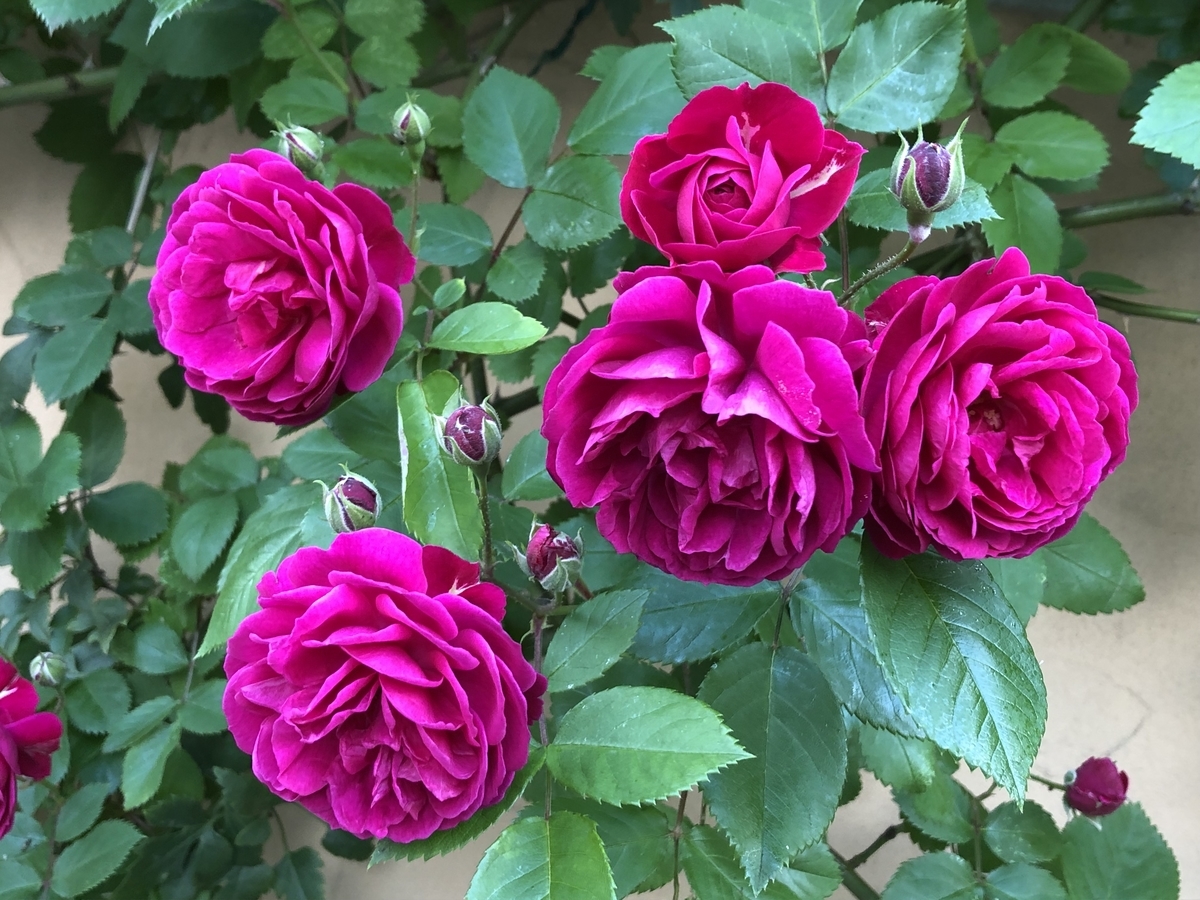 f:id:hideki-sansho:20190517221335j:plain