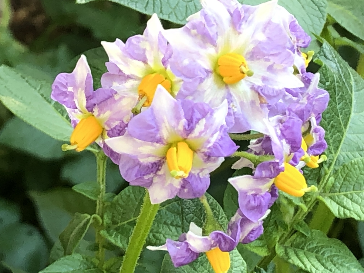 f:id:hideki-sansho:20190526193458j:plain f:id:hideki-sansho:20190526193458j:plain