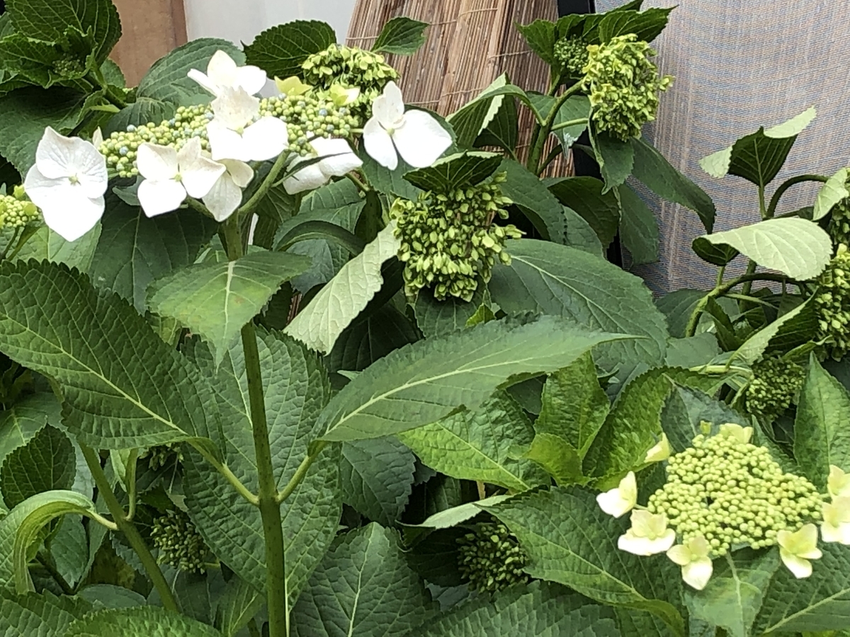 f:id:hideki-sansho:20190526193511j:plain f:id:hideki-sansho:20190526193511j:plain