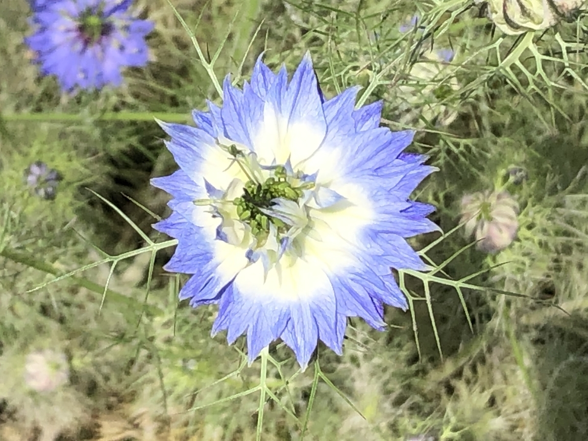f:id:hideki-sansho:20190529180912j:plain f:id:hideki-sansho:20190529180912j:plain