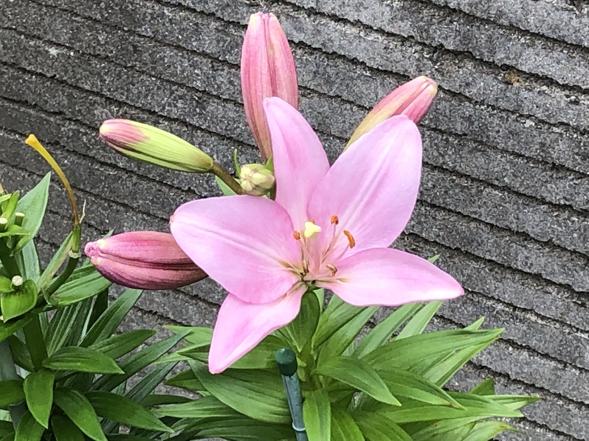 f:id:hideki-sansho:20190612180200j:plain f:id:hideki-sansho:20190612180200j:plain