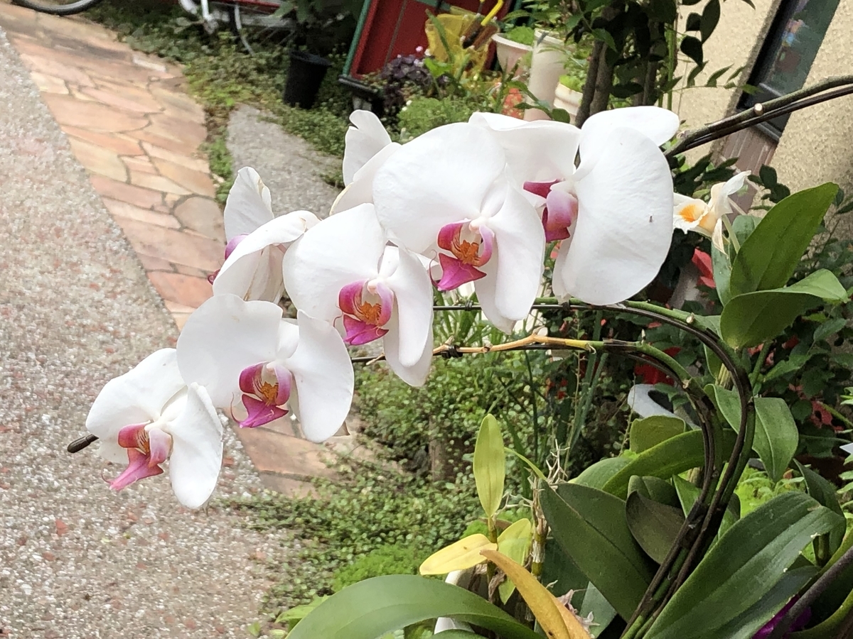 f:id:hideki-sansho:20190612180419j:plain f:id:hideki-sansho:20190612180419j:plain