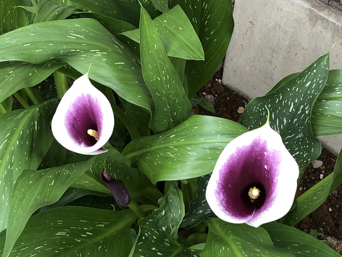 f:id:hideki-sansho:20190612180430j:plain f:id:hideki-sansho:20190612180430j:plain