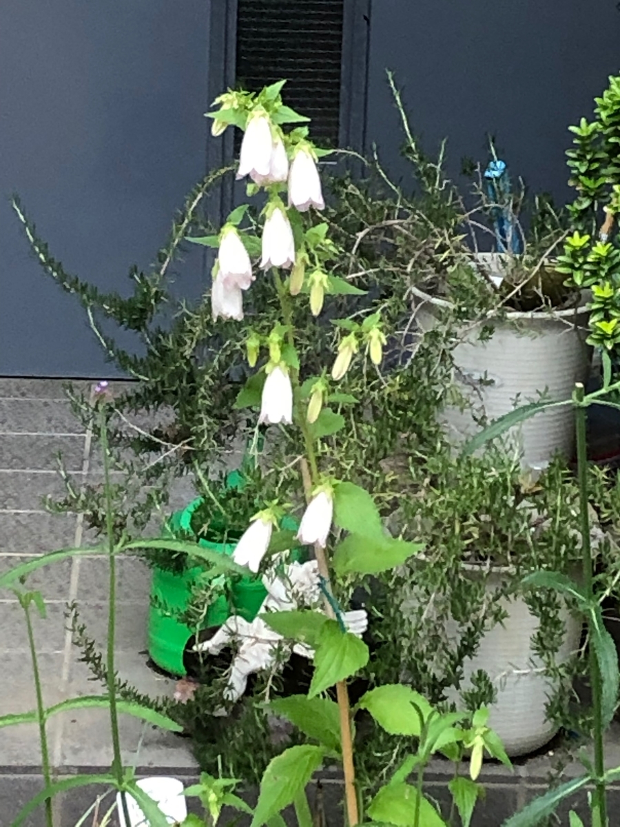 f:id:hideki-sansho:20190613160112j:plain f:id:hideki-sansho:20190613160112j:plain