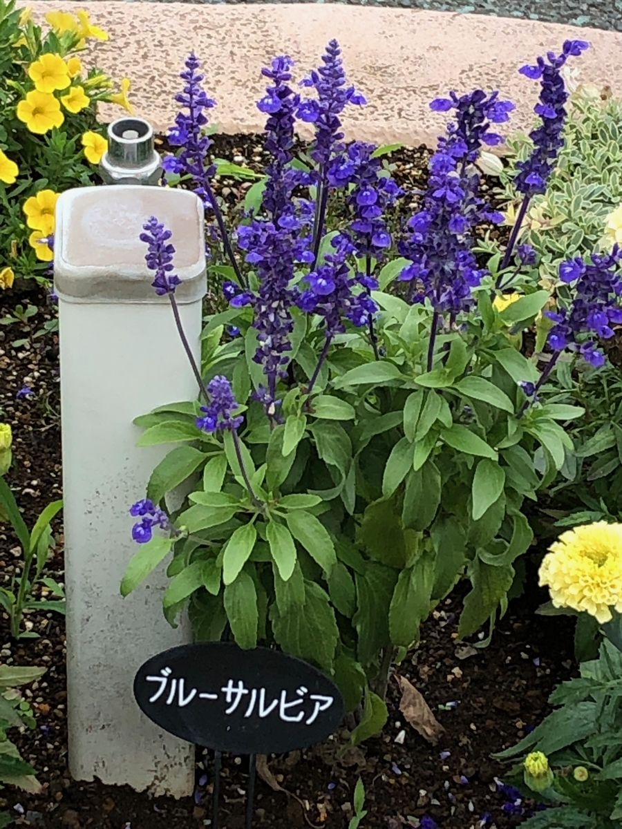 f:id:hideki-sansho:20190613160122j:plain f:id:hideki-sansho:20190613160122j:plain