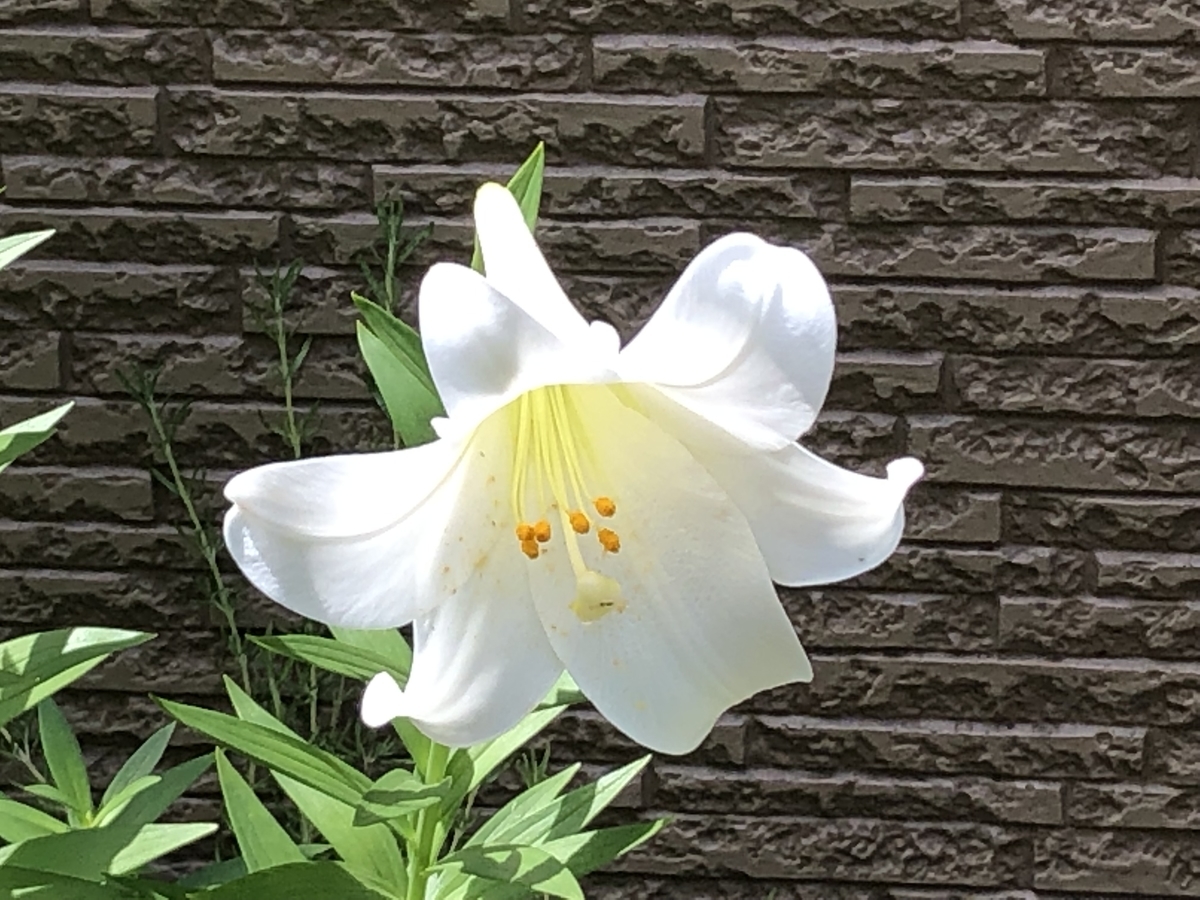 f:id:hideki-sansho:20190614195610j:plain