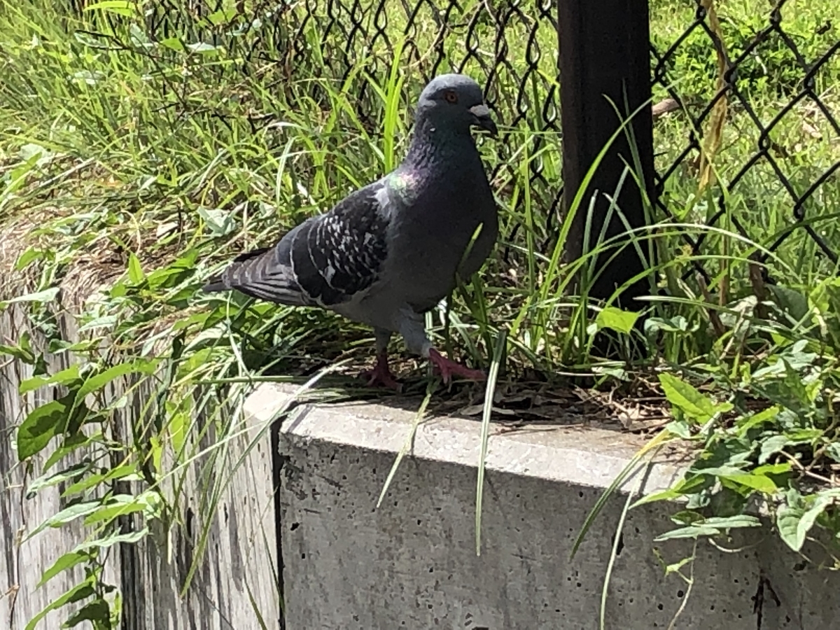 f:id:hideki-sansho:20190615101037j:plain f:id:hideki-sansho:20190615101037j:plain